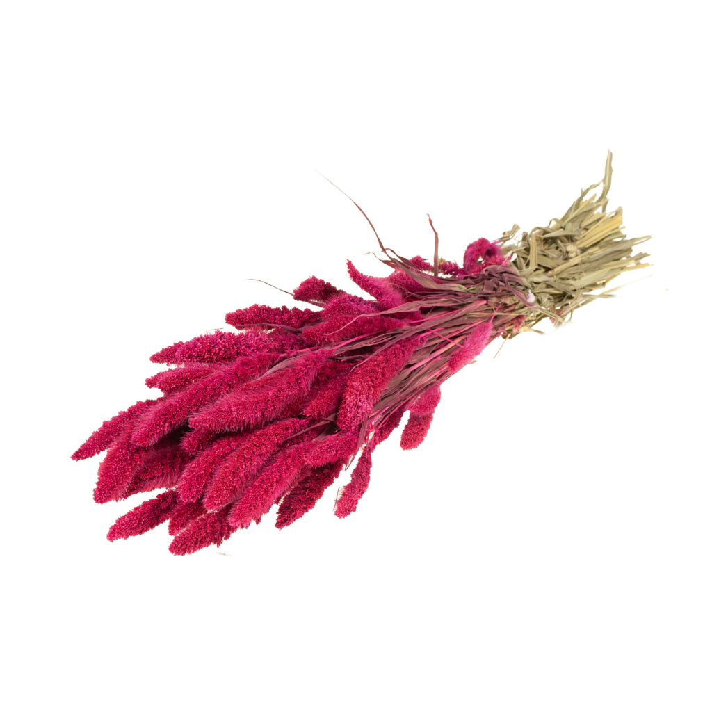 Pre Order Setarea cerise, box x 20