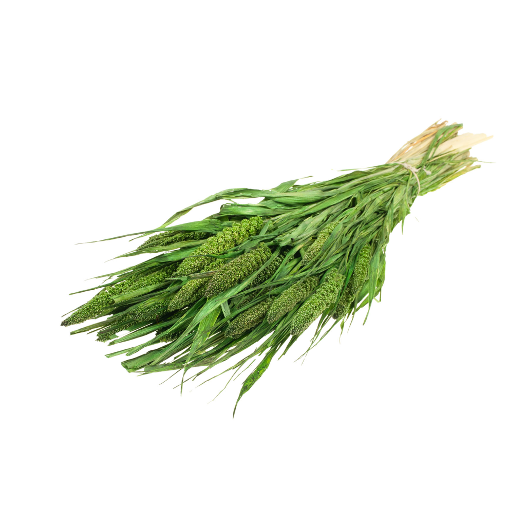 Pre Order Setarea italica moss green, box x 15