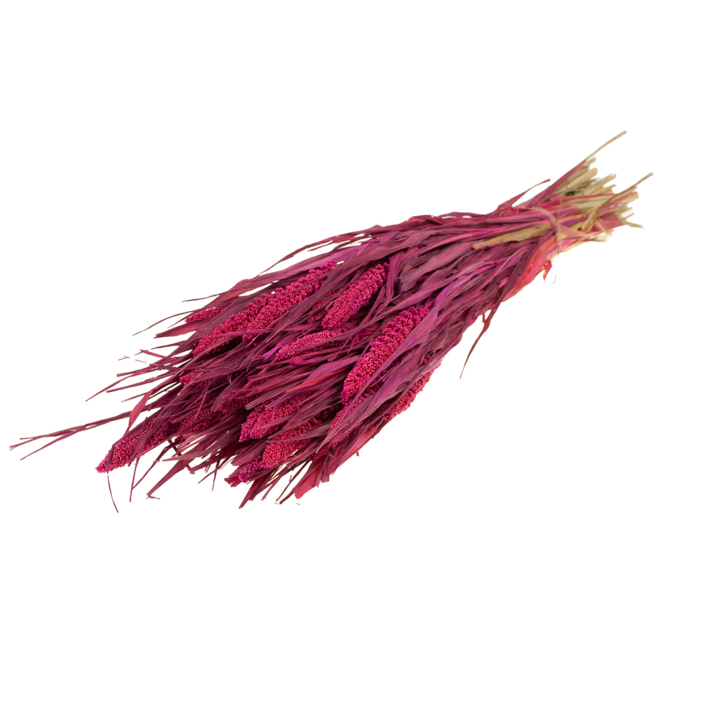 Pre Order Setarea italica cerise, box x 15