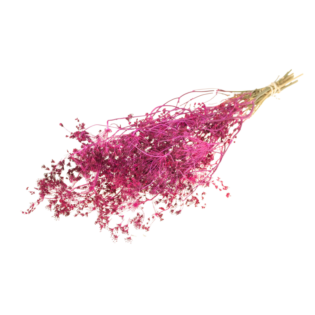 Pre Order Bupleurum open 55cm cerise, box x 20