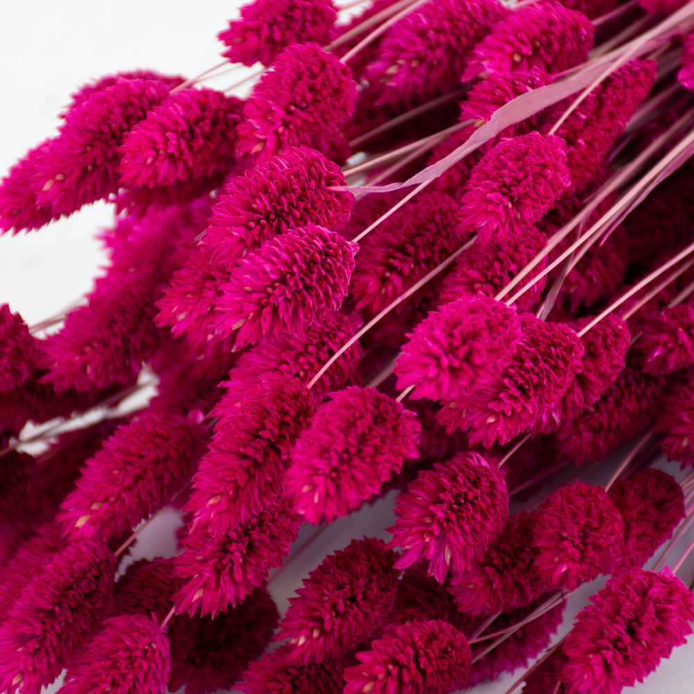 Phalaris, (Canary Grass), Dried, Cerise