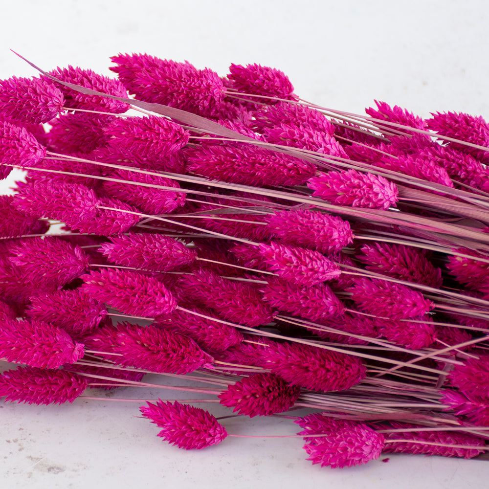 Phalaris, (Canary Grass), Dried, Cerise