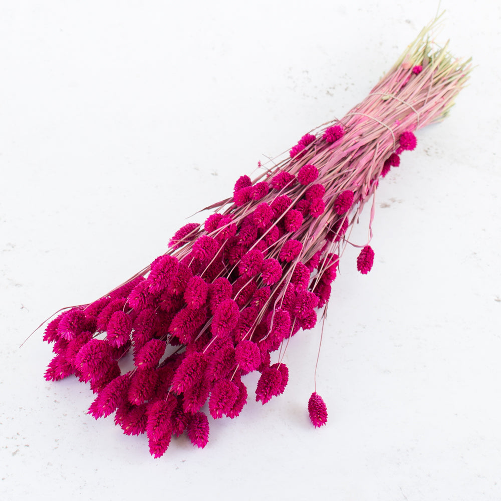 Phalaris, (Canary Grass), Dried, Cerise