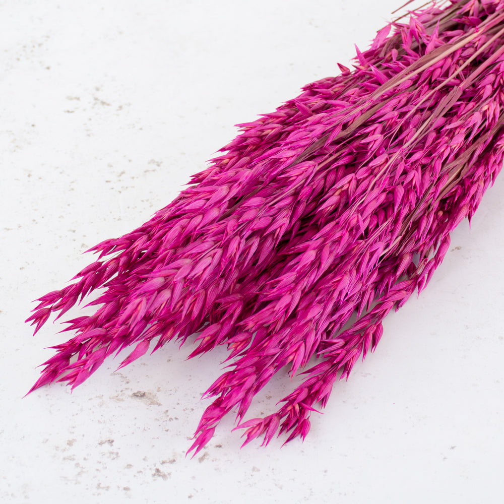 Oats, (avena), Dried, Cerise