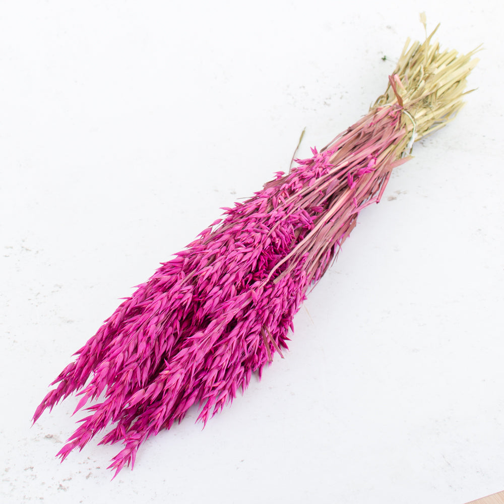 Oats, (avena), Dried, Cerise