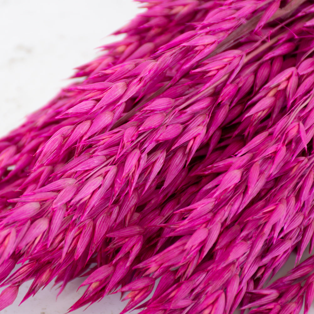 Oats, (avena), Dried, Cerise