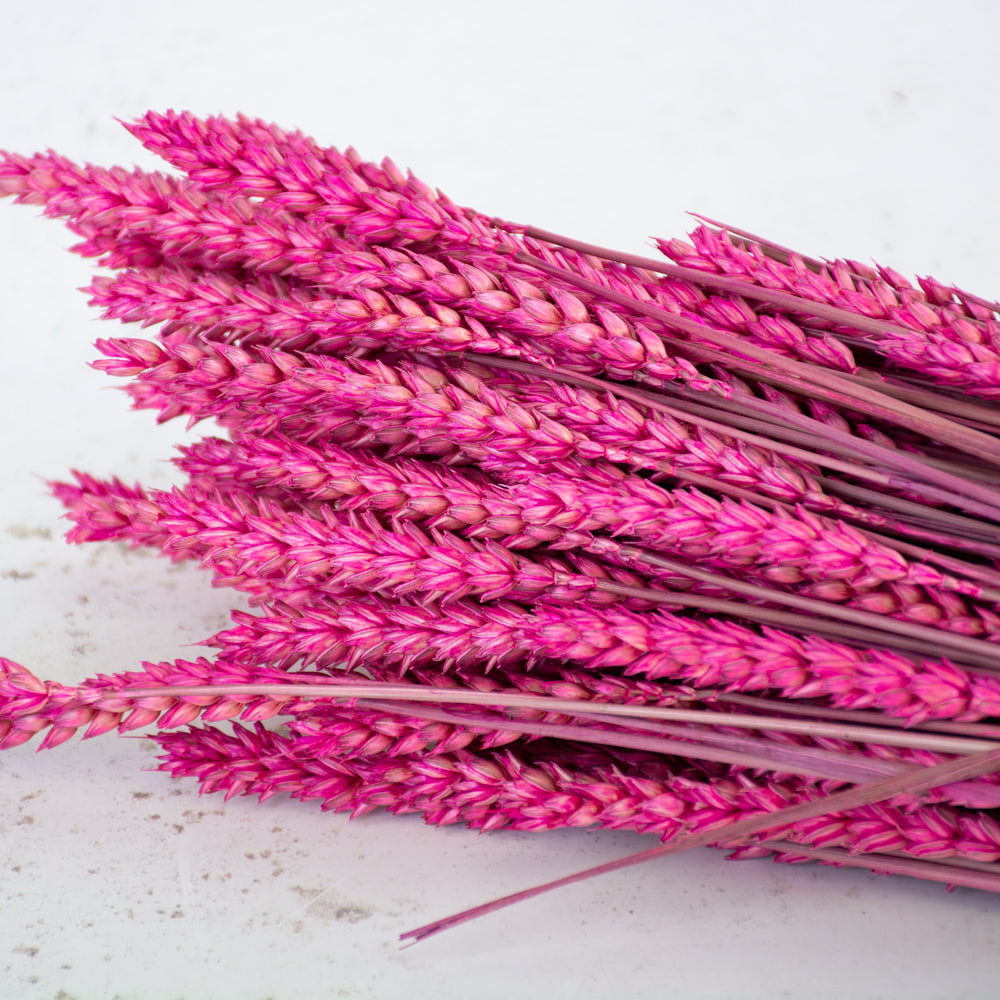 Wheat, (Triticum), Dried, Cerise