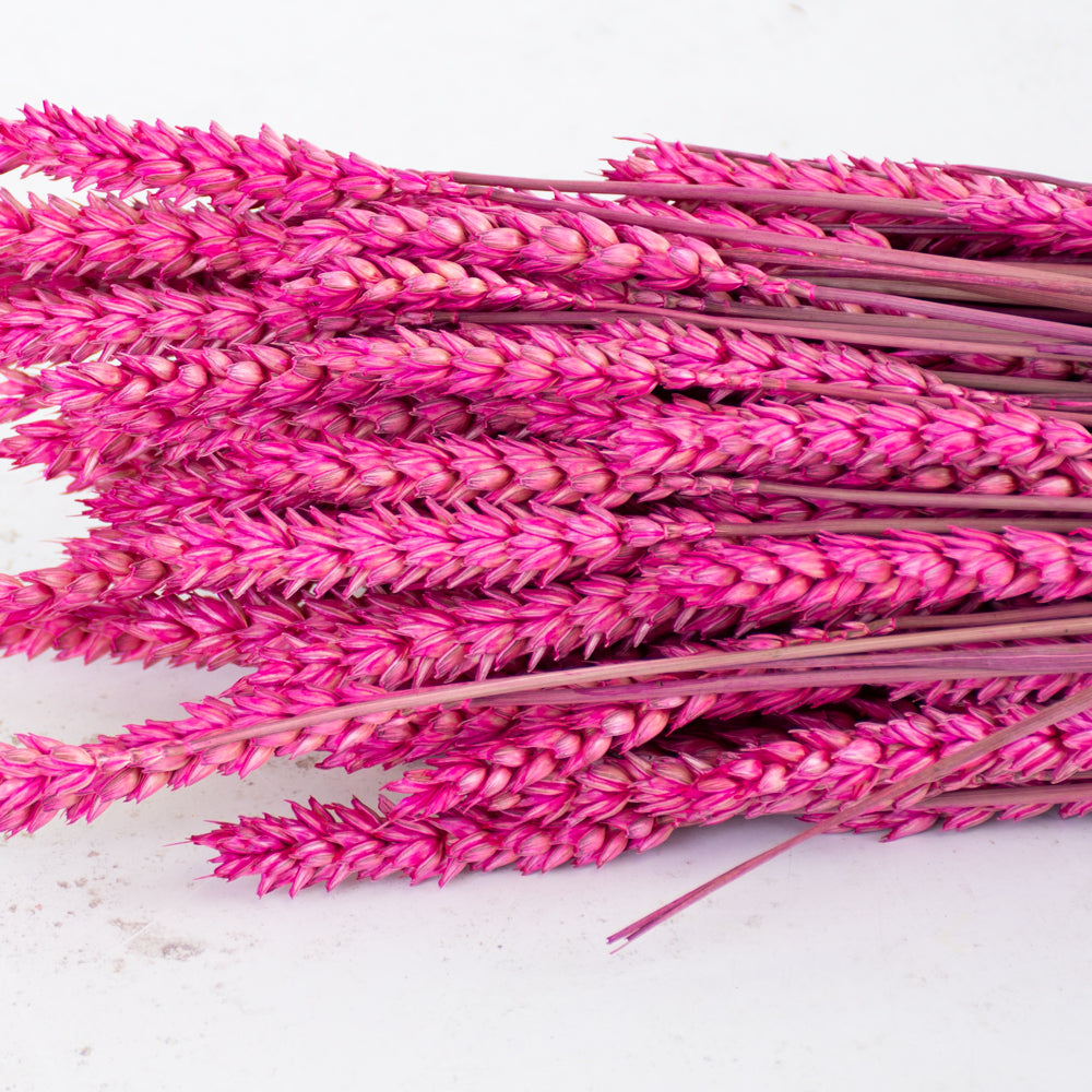 Wheat, (Triticum), Dried, Cerise