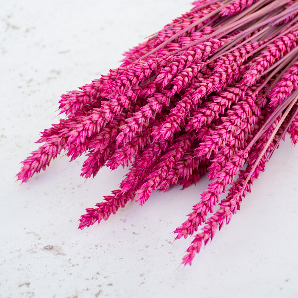 Wheat, (Triticum), Dried, Cerise