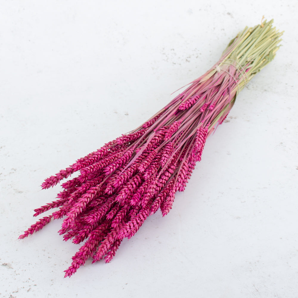 Wheat, (Triticum), Dried, Cerise