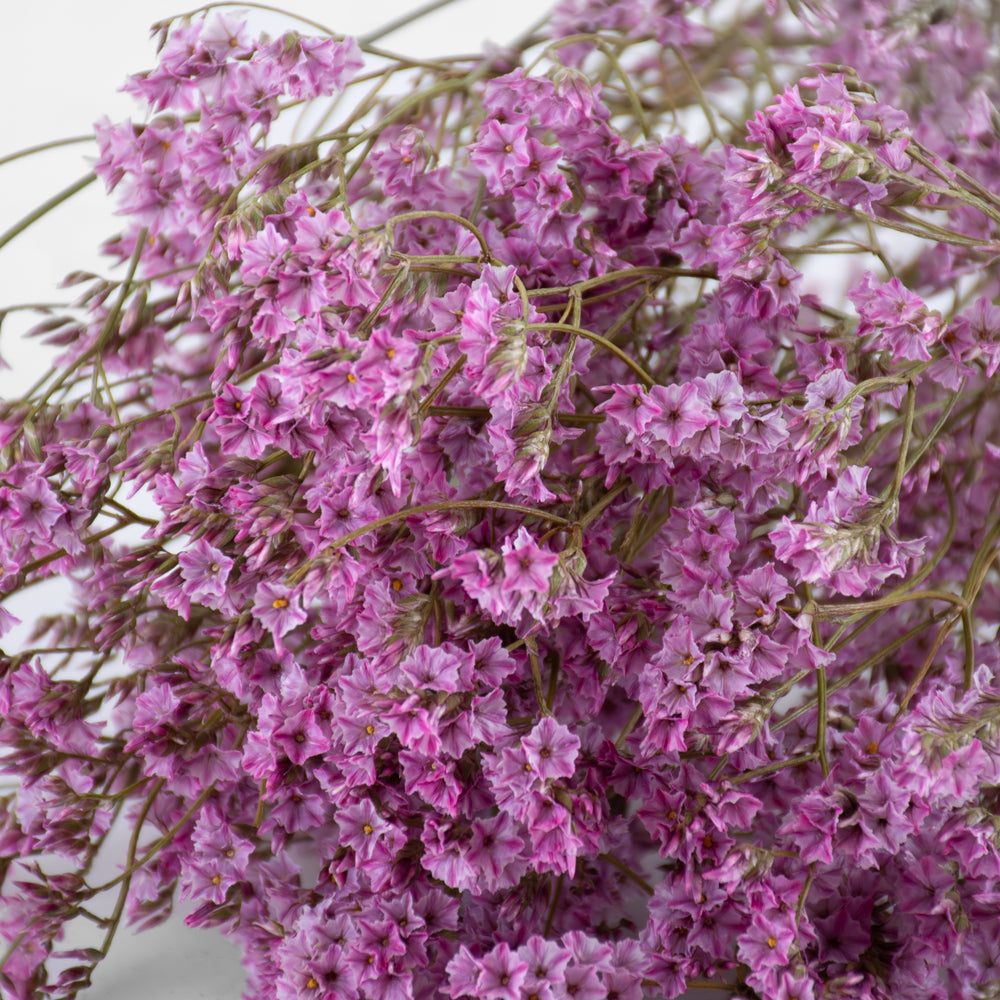 Limonium, Dried, Natural Light Pink, 60cm