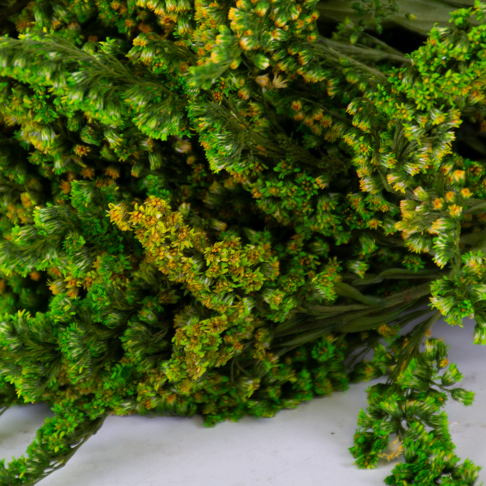 Solidago (Verdissimo), Preserved, green, 40-60cm
