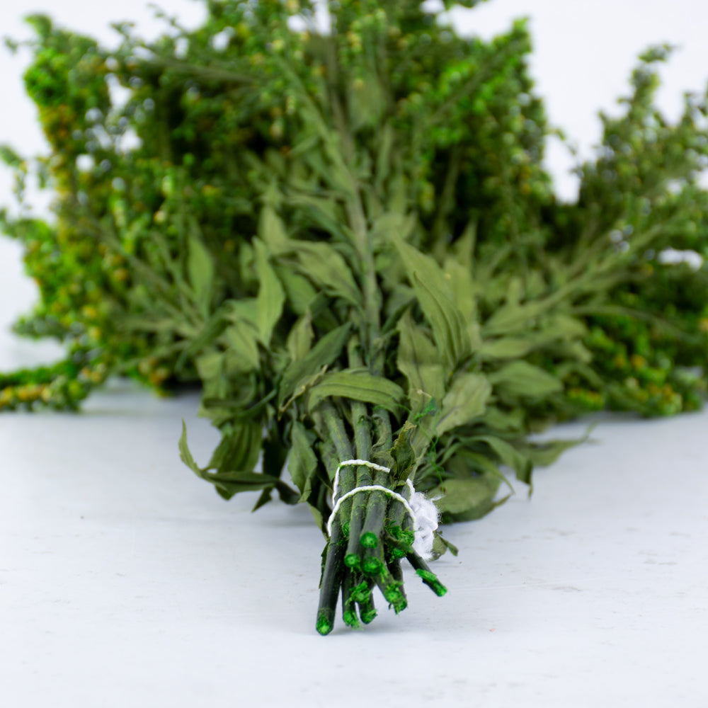 Solidago (Verdissimo), Preserved, green, 40-60cm