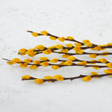 Salix, Pussy Willow, Dried, Yellow, 80cm