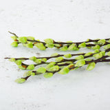 Salix, Pussy Willow, Dried, Green, 80cm