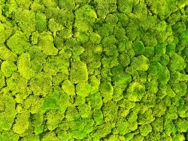 A Comprehensive Guide to 6 Different Types of Preserved Moss