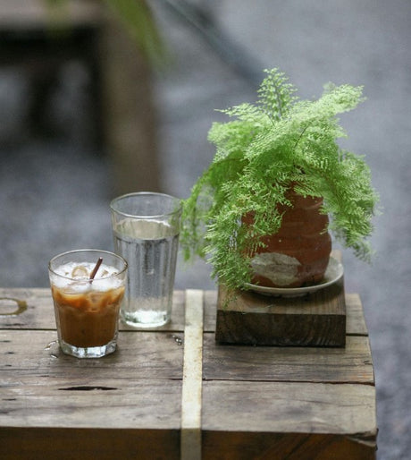 A small fernlike plant on top of a cafe table next to an iced coffee and a glass of water.
