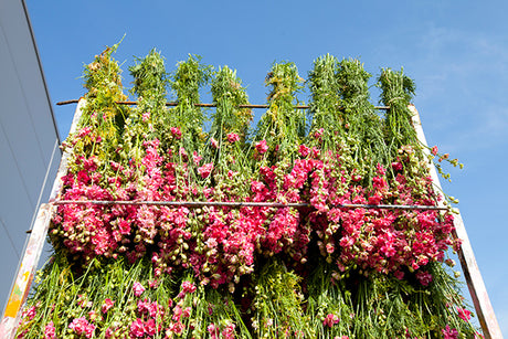 Bunches of flowers in racks, drying in the open air