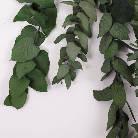 How to Dry Eucalyptus At Home