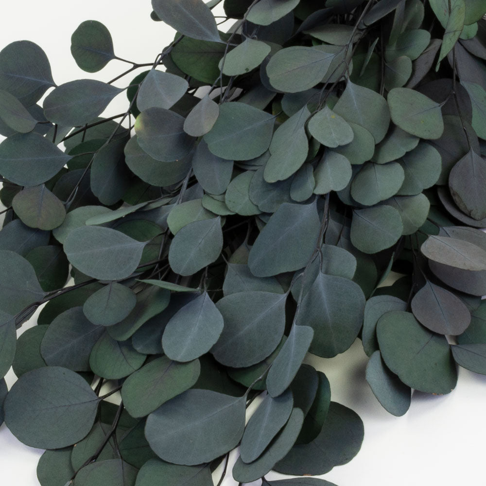 a bunch of deep green eucalyptus populus against a white background