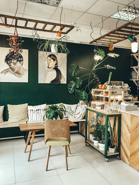 Best Indoor Plants For Cafés And Coffee Shops