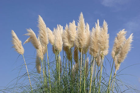 Fluffy pampas growing in the wild.