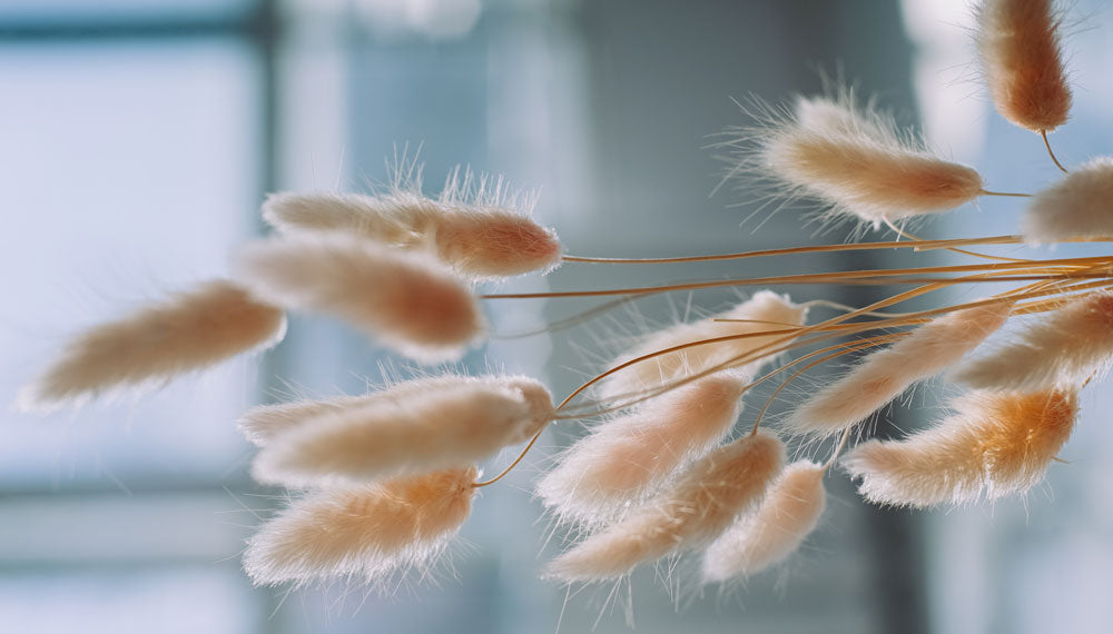 Natural lagurus stems in soft light.