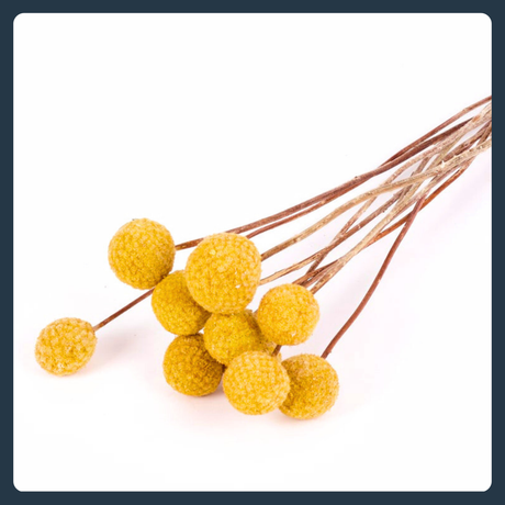 All Dried Fillers & Foliage