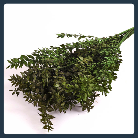 All Preserved Fillers & Foliage