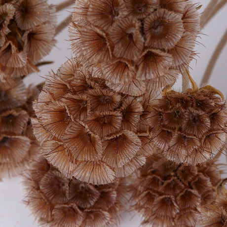 Brown Dried Flowers for Earthy, Autumnal Arrangements