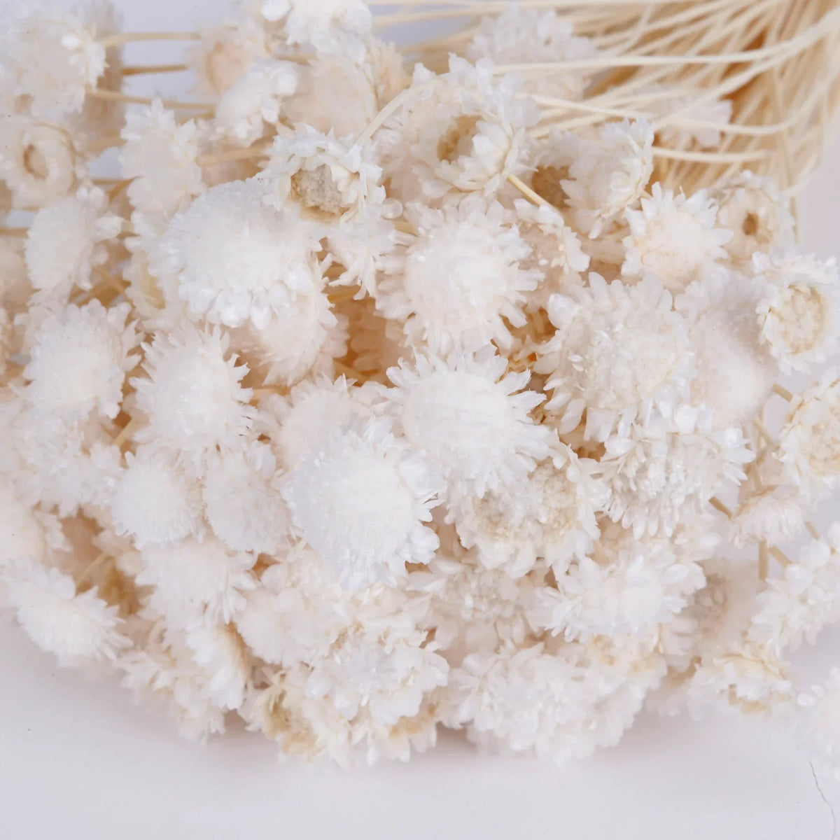 Dried White Flowers & Bouquets | White Preserved Flowers | Wholesale UK ...