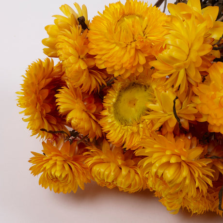 Dried Helichrysum
