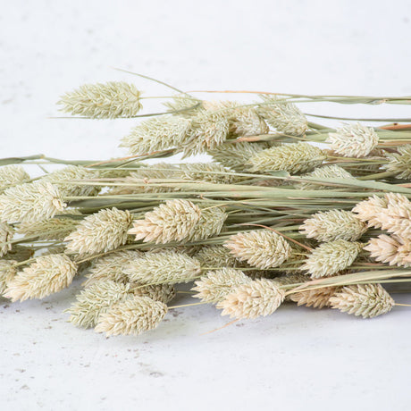 Dried Phalaris