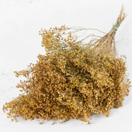 Dried Broom Bloom