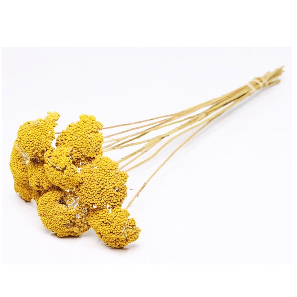 Pre Order Achillea parker natural yellow, box x 15