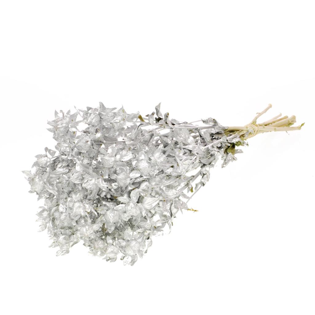 Pre Order Bidens (carthamus) silver, Box x 15