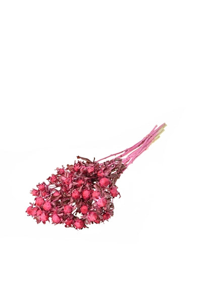 Pre Order Bidens (carthamus)  sugar pink, box x 15
