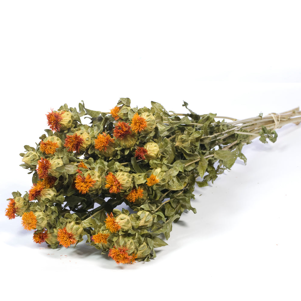 Carthamus, Dried, Natural Orange, 65cm