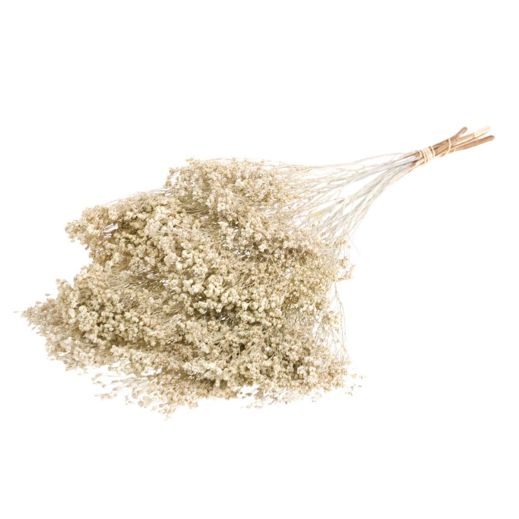 Pre Order Broom bloom white misty, box x 30