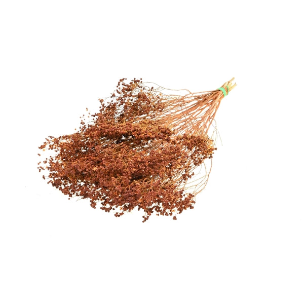 Pre Order Broom bloom teak, box x 30