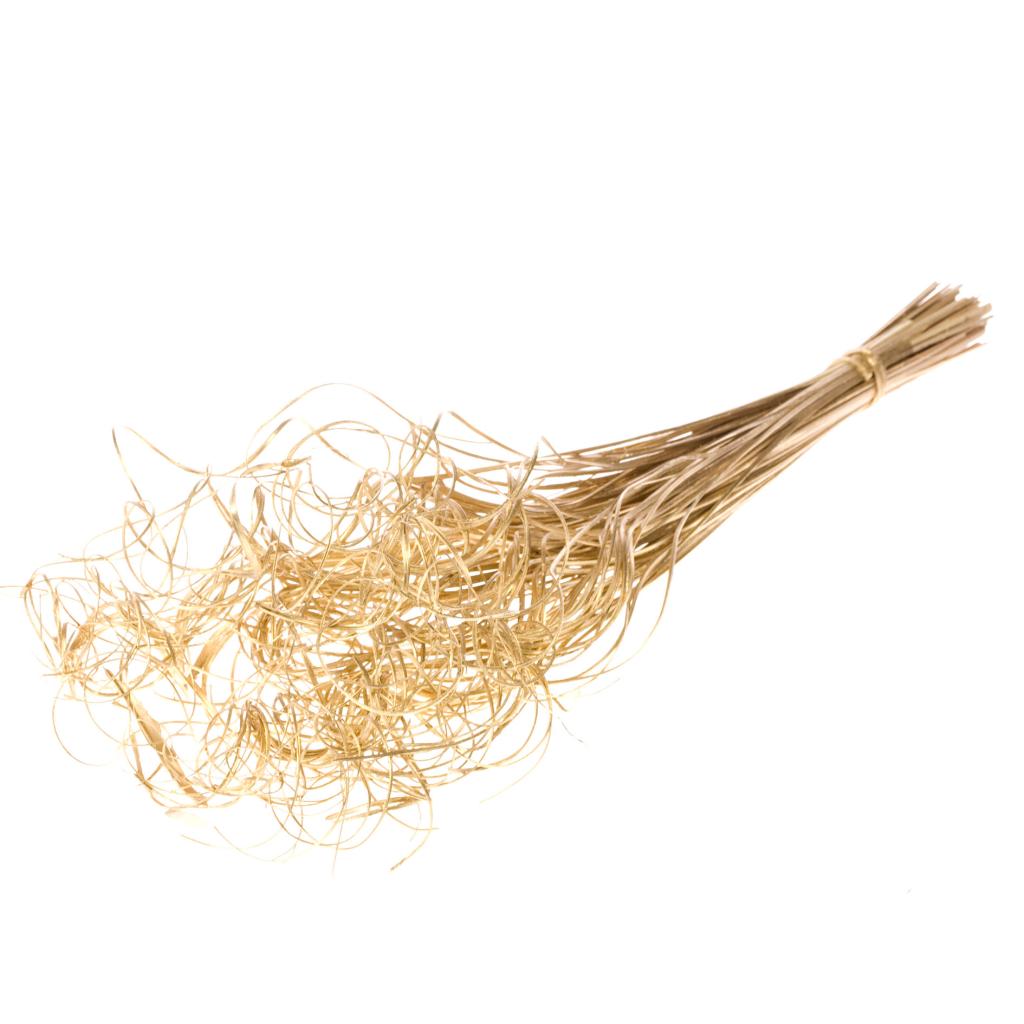 Pre Order Curly ting ting (palm) gold, Box x 20