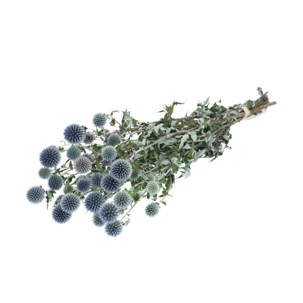 Pre Order Echinops natural blue, box x 12