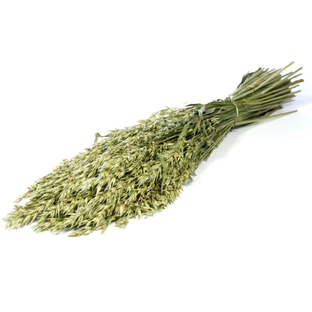 Pre Order Haver (avena) natural green, box x 25