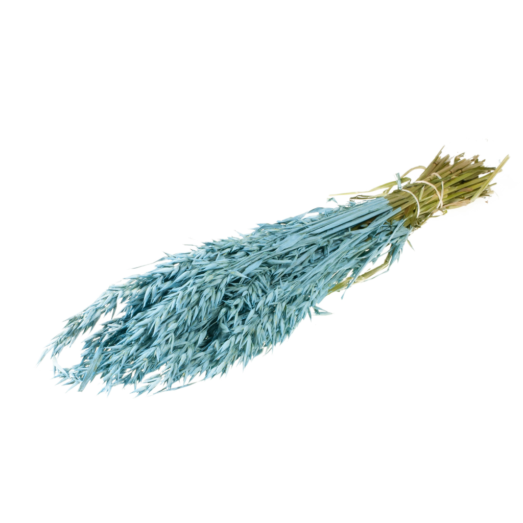 Pre Order Haver (avena) blue misty, box x 25 – Atlas Flowers