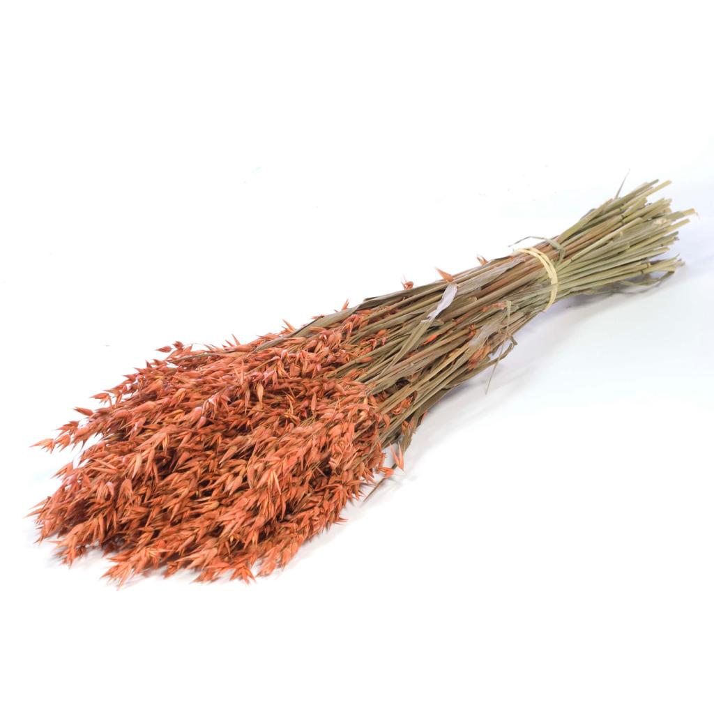 Pre Order Haver (avena) burnt orange, box x 25