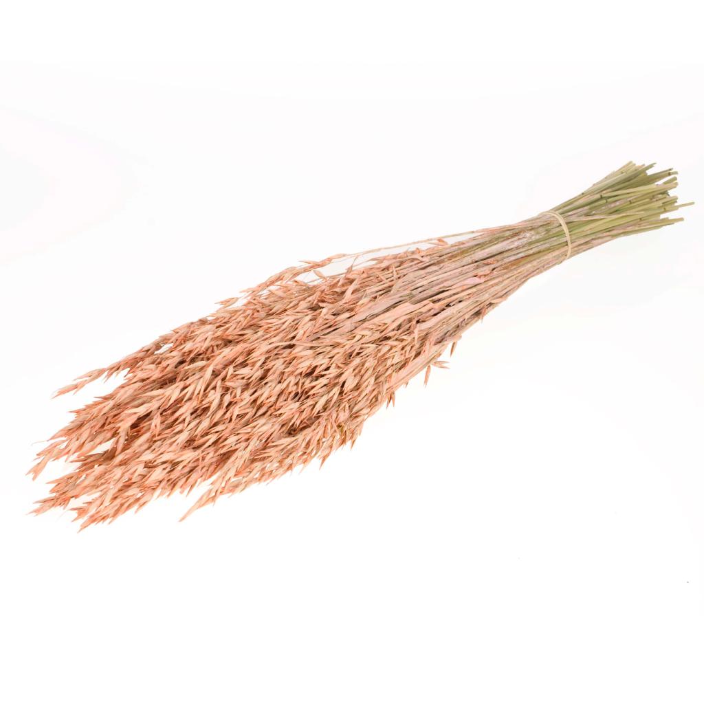 Pre Order Haver (avena) coral misty, box x 25