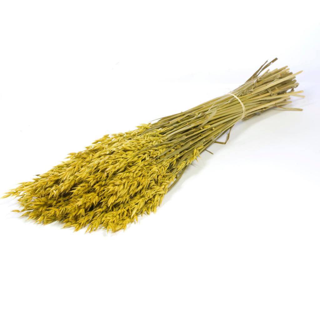 Pre Order Haver (avena) yellow, box x 25