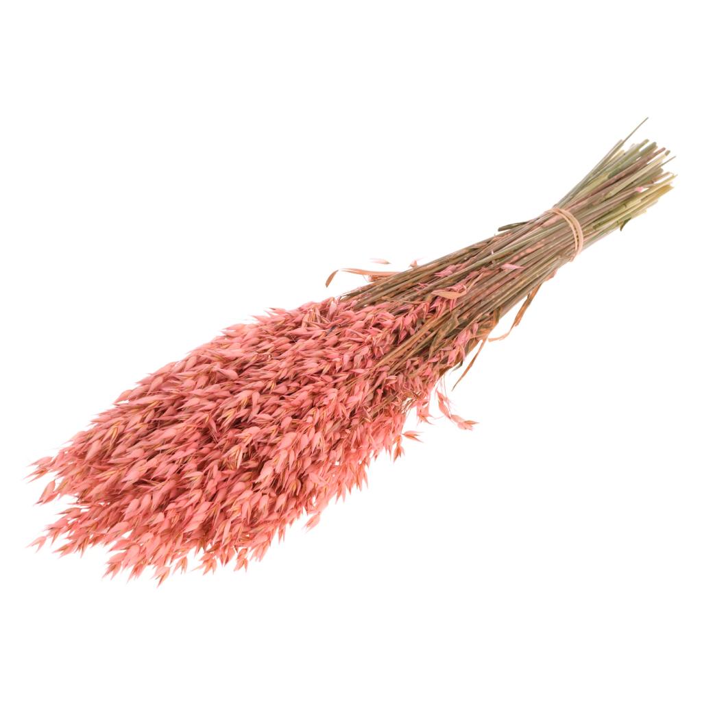Pre Order Haver (avena) pink, box x 25
