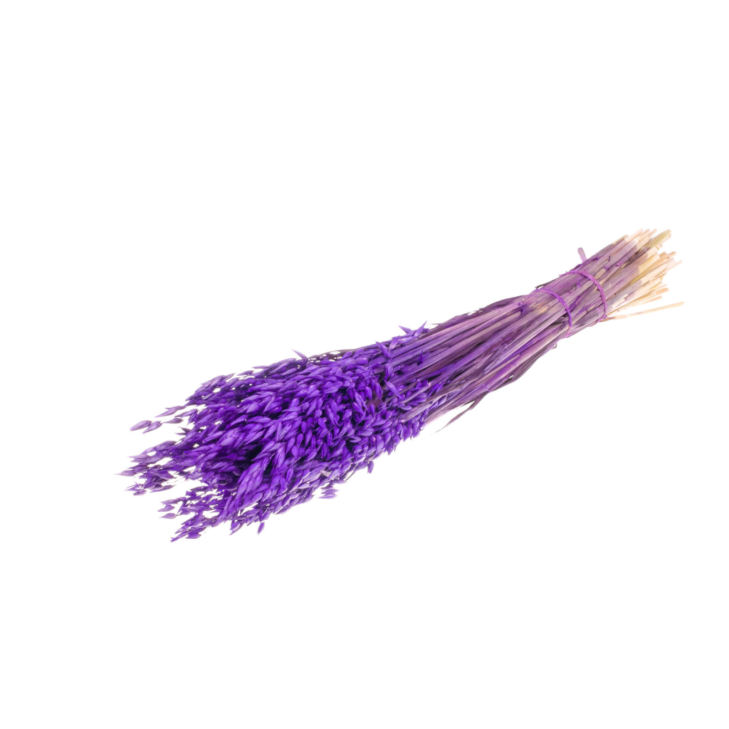 Pre Order Haver (avena) purple, box x 25