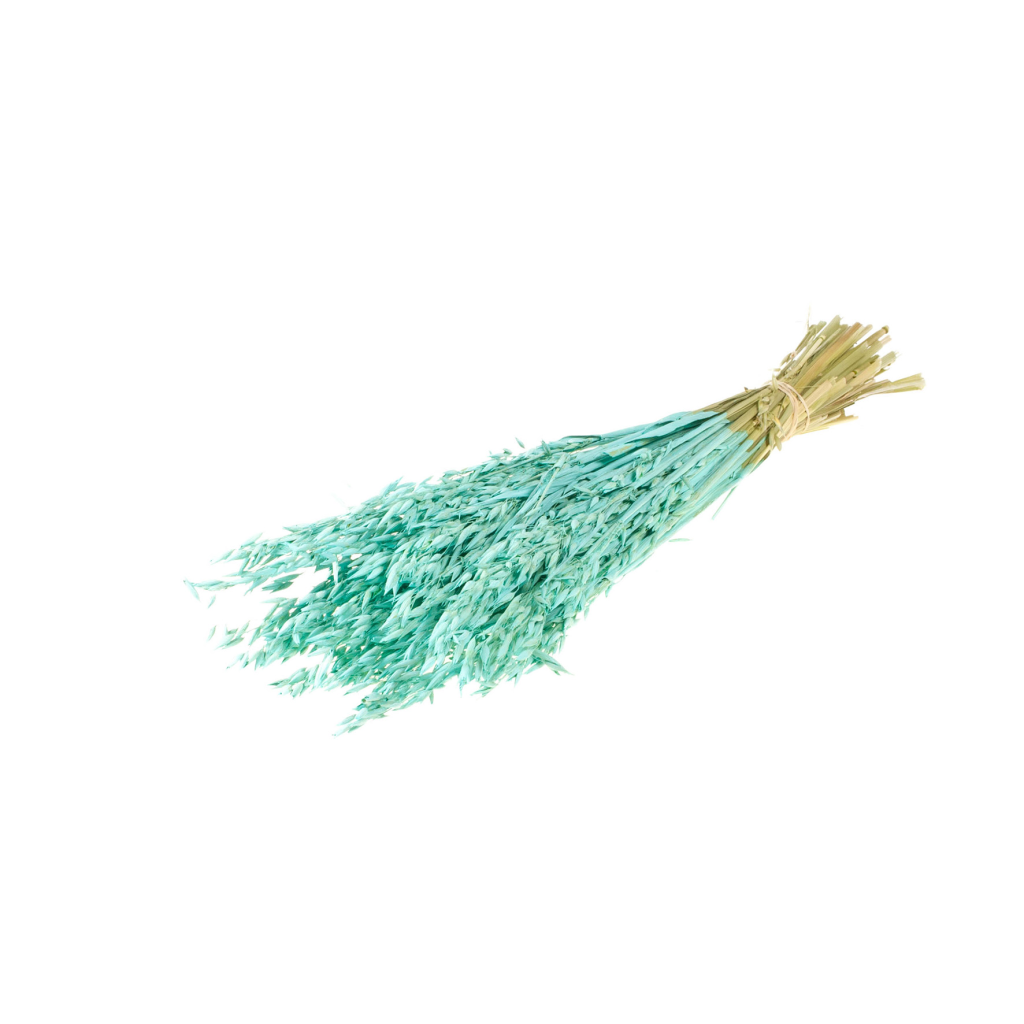 Pre Order Haver (avena) blue aqua, box x 25 – Atlas Flowers